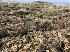 Lomatium hendersonii
