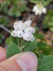 Arctostaphylos nevadensis