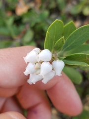 Arctostaphylos nevadensis