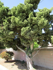 Pinus parviflora