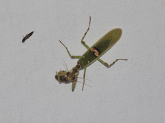 Creobroter gemmatus