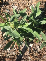 Borrichia frutescens image