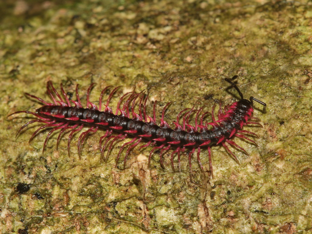 Desmoxytes planata
