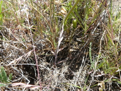 Festuca microstachys