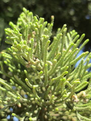 Pinus parviflora