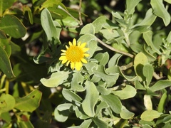 Borrichia frutescens image