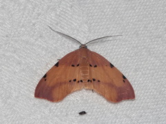 Achrosis lithosiaria