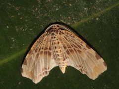 Achrosis pyrrhularia