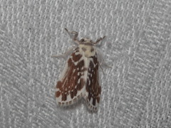 Pseudoadites frigida