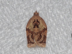 Adoxophyes privatana