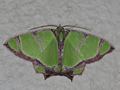 Agathia angustilimes