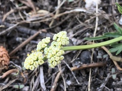 Lomatium piperi
