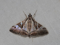 Agrioglypta itysalis