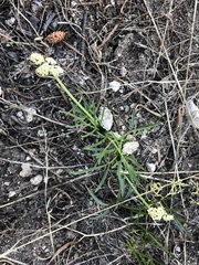 Lomatium piperi