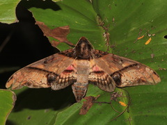 Amplypterus panopus
