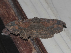 Anisoneura salebrosa