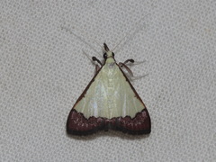 Autocharis hedyphaes