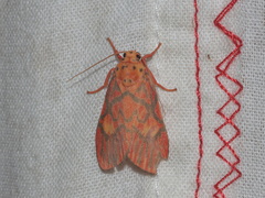 Ammatho cuneonotatus