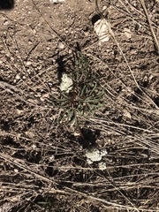 Lomatium piperi