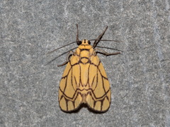 Cyme euprepioides