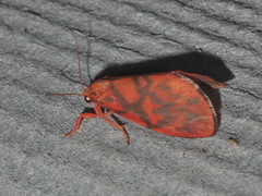 Integrivalvia exclusa