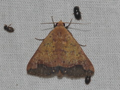 Bocula xanthostola
