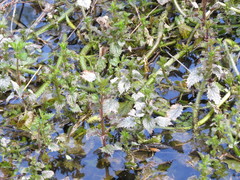 Urtica kioviensis