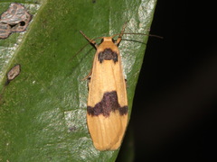 Brunia lacrima