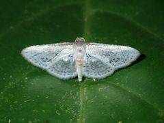 Calindoea anticalis