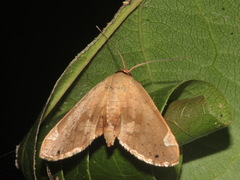 Calindoea atripunctalis