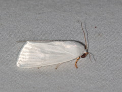 Chasmina candida
