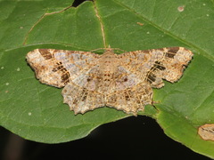 Chiasmia avitusaria