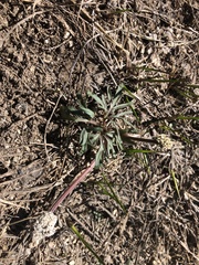 Lomatium piperi