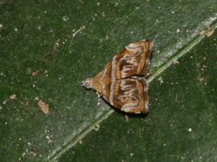 Choreutis euclista