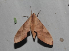 Clanis bilineata