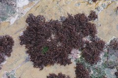 Gelidium pristoides