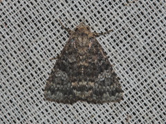 Condica aroana