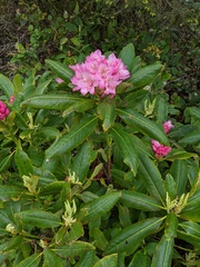 Rhododendron macrophyllum