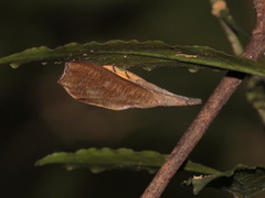 Corcobara angulipennis
