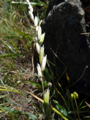 Melica californica