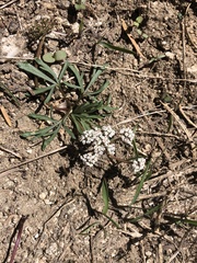 Lomatium piperi