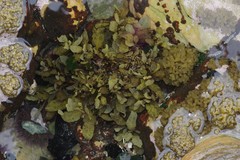 Sargassum incisifolium