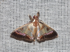 Dausara amethysta
