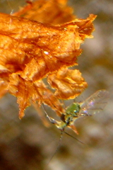 Aphididae