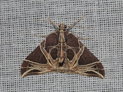 Ecliptopera rectilinea