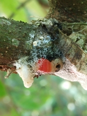 Okiscarta uchidae