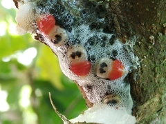 Okiscarta uchidae