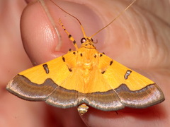 Endocrossis flavibasalis