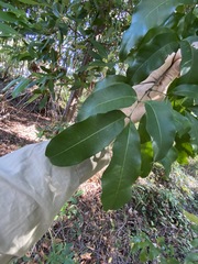 Guioa acutifolia
