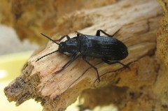 Melandrya dubia